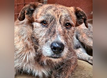 NELSON-kleiner Träumer, sanft,ruhig Seele, wartet sehnsüchtig auf sein liebevolles Für-immer-Zuhause