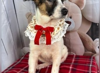 ISA-hübsches kleines Mädchen mit ihrem schneeweißen Fell und der braun-schwarzen Maske im Gesicht