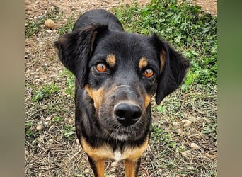 EDITH-Treue Hundeseele sucht Glück auf Lebenszeit bei einer liebevollen Für-immer-Familie