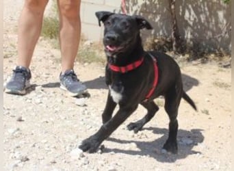 NANO-echter Sonnenschein auf vier Pfoten