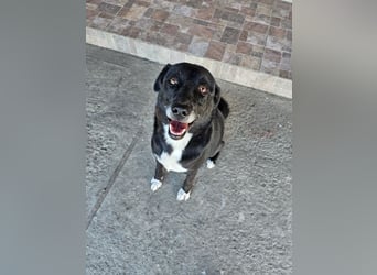 JAX -einer der „liebsten und freundlichsten Hunde, die wir je im Tierheim hatten“