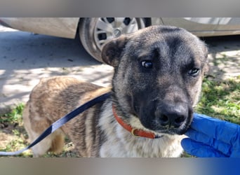 Wunderbarer VINCENT- ein Seelenhund sucht liebevolles Für-immer-Zuhause