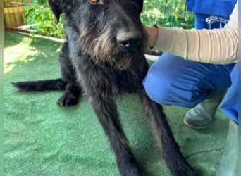 NERO-hübscher, liebevoll-freundlicher Mischlingsrüde