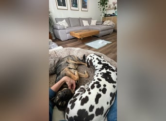 SOPHIE-Vielleicht können genau Sie sichin diesem Moment vorstellen, Sophie ein Zuhause zu geben.