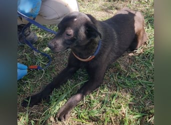 ZANE-ganz besonderer Bub sucht dringend liebevolles Zuhause