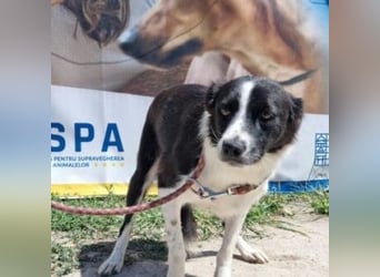 NOVA-sanfte Schönheit mit Border-Collie-Charme sucht ihr Glück