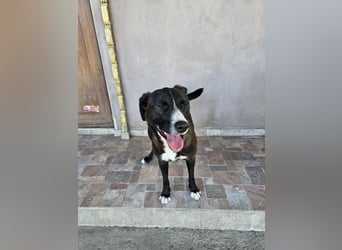 MABEL-strahlende Überleberin mit großem Herzen sucht liebevolles Für-immer-Zuhause