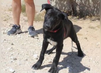 NANO-echter Sonnenschein auf vier Pfoten