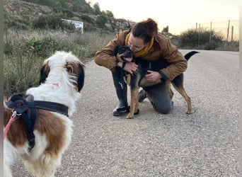 EDITH-Treue Hundeseele sucht Glück auf Lebenszeit bei einer liebevollen Für-immer-Familie