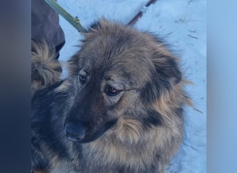 Hübscher LAURENT-superfreundlich, liebenswert-sein grösster Wunsch:eine liebevolle Für-immer-Familie