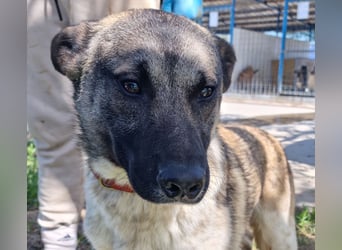 Wunderbarer VINCENT- ein Seelenhund sucht liebevolles Für-immer-Zuhause