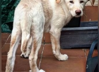 ASLAND-Ein junger Hund, der endlich ankommen möchte