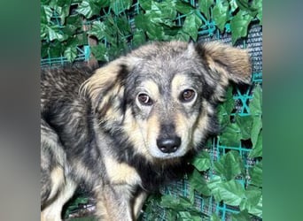 MICKY-liebesbedürftiger, ausgesprochen hübscher Bub wartet sehnsüchtig auf seine Familie