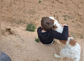 LARI-lebensfrohe Gefährtin auf der Suche ihrem schönen Für-immer-Zuhause