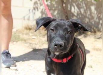 NANO-echter Sonnenschein auf vier Pfoten