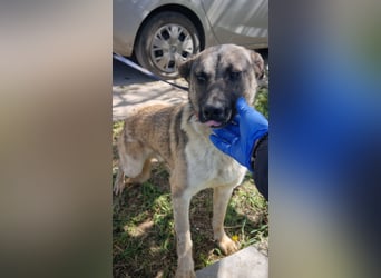 Wunderbarer VINCENT- ein Seelenhund sucht liebevolles Für-immer-Zuhause