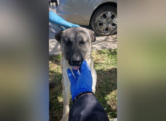 Wunderbarer VINCENT- ein Seelenhund sucht liebevolles Für-immer-Zuhause