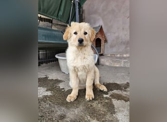 SLEEPY-ein fröhlicher, aufgeschlossener, sehr menschenbezogener Welpe sucht sein Für-Immer-Zuhause