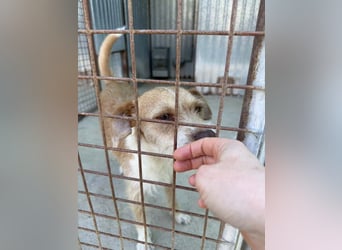 JIMMY-fröhlich, freundlicher Bub, kennt den Alltag in einer Familie