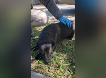 ZANE-ganz besonderer Bub sucht dringend liebevolles Zuhause