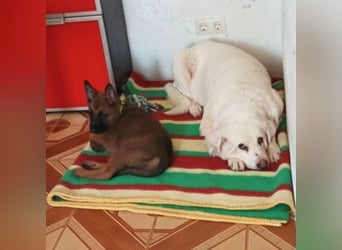 THOR-belohnt seine künftige Familie, in dem er ganz viel Liebe zurückgibt