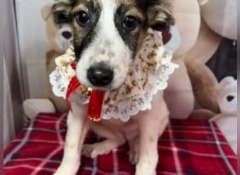 ISA-hübsches kleines Mädchen mit ihrem schneeweißen Fell und der braun-schwarzen Maske im Gesicht