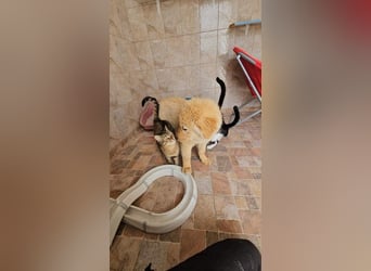 SLEEPY-ein fröhlicher, aufgeschlossener, sehr menschenbezogener Welpe sucht sein Für-Immer-Zuhause