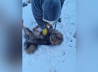 Hübscher LAURENT-superfreundlich, liebenswert-sein grösster Wunsch:eine liebevolle Für-immer-Familie