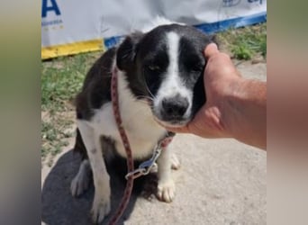 NOVA-sanfte Schönheit mit Border-Collie-Charme sucht ihr Glück