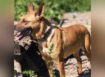 TULA-ist sanftmütig, edel, gehorsam und einfach eine wunderbare Hündin