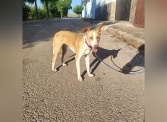 DAMA-zarte, noch etwas schüchterne, Podenco-Mädchen