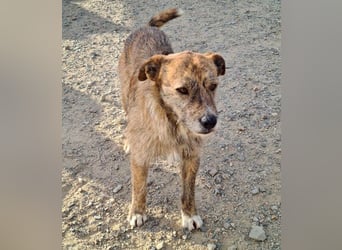 NELSON-kleiner Träumer, sanft,ruhig Seele, wartet sehnsüchtig auf sein liebevolles Für-immer-Zuhause