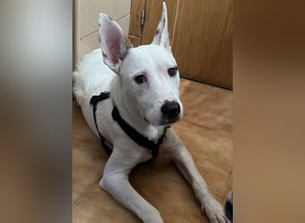 Bezaubernder DRACO-Ein Herz auf vier Pfoten sucht sein Für-immer-Zuhause!