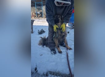 Hübscher LAURENT-superfreundlich, liebenswert-sein grösster Wunsch:eine liebevolle Für-immer-Familie