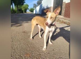 DAMA-zarte, noch etwas schüchterne, Podenco-Mädchen