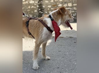 JIMMY-fröhlich, freundlicher Bub, kennt den Alltag in einer Familie