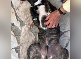 KAYO-kleiner Sonnenschein sucht sein Glück