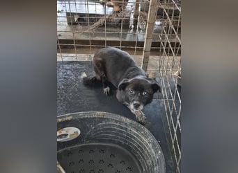 BECKY-sucht sehnsüchtig ihr kuscheliges Hundekörbchen bei einer lieben Für-immer-Familie