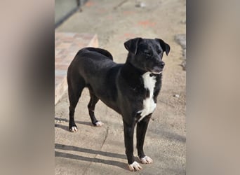 JAX -einer der „liebsten und freundlichsten Hunde, die wir je im Tierheim hatten“