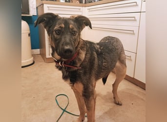 SOPHIE-Vielleicht können genau Sie sichin diesem Moment vorstellen, Sophie ein Zuhause zu geben.