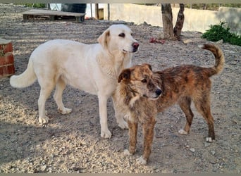 NELSON-kleiner Träumer, sanft,ruhig Seele, wartet sehnsüchtig auf sein liebevolles Für-immer-Zuhause