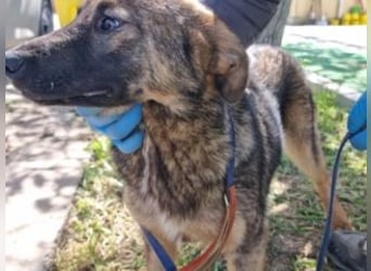 SOPHIE-Vielleicht können genau Sie sichin diesem Moment vorstellen, Sophie ein Zuhause zu geben.