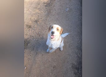 LARI-lebensfrohe Gefährtin auf der Suche ihrem schönen Für-immer-Zuhause