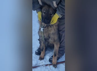 Hübscher LAURENT-superfreundlich, liebenswert-sein grösster Wunsch:eine liebevolle Für-immer-Familie