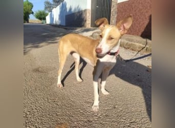 DAMA-zarte, noch etwas schüchterne, Podenco-Mädchen