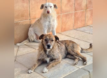 NELSON-kleiner Träumer, sanft,ruhig Seele, wartet sehnsüchtig auf sein liebevolles Für-immer-Zuhause