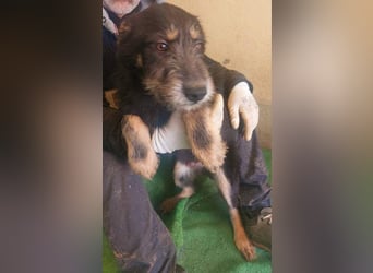 THOR-sanftes, ruhiges, freundliches Wesen wartet sehnsüchtig auf sein liebevolles Für-immer-Zuhause