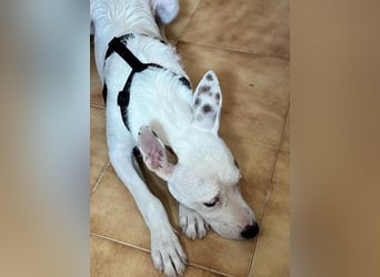 Bezaubernder DRACO-Ein Herz auf vier Pfoten sucht sein Für-immer-Zuhause!