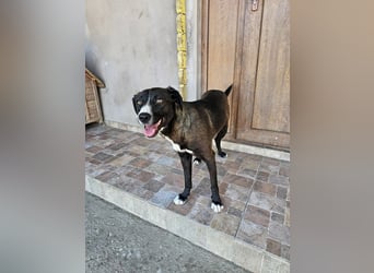MABEL-strahlende Überleberin mit großem Herzen sucht liebevolles Für-immer-Zuhause