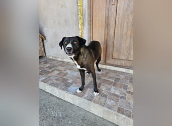 MABEL-strahlende Überleberin mit großem Herzen sucht liebevolles Für-immer-Zuhause